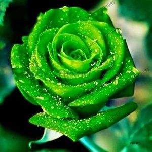 Meet your Posher, Vilma